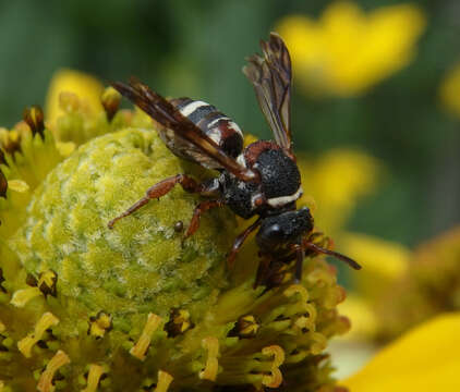 Image of Two-banded Cellophane-cuckoo Bee