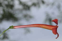 Image de Tecoma tenuiflora (A. DC.) Fabris