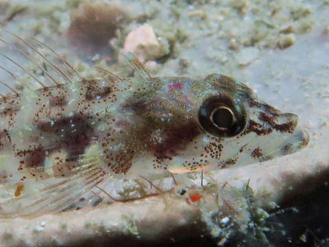 Image of yellowlip triplefin