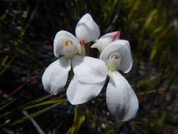 Image of Disa vasselotii Bolus ex Schltr.