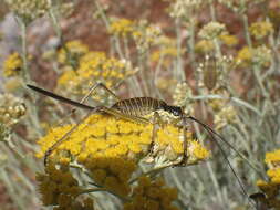 Image of saddle-backed bushcricket