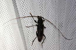 Image of Kulsi teak borer