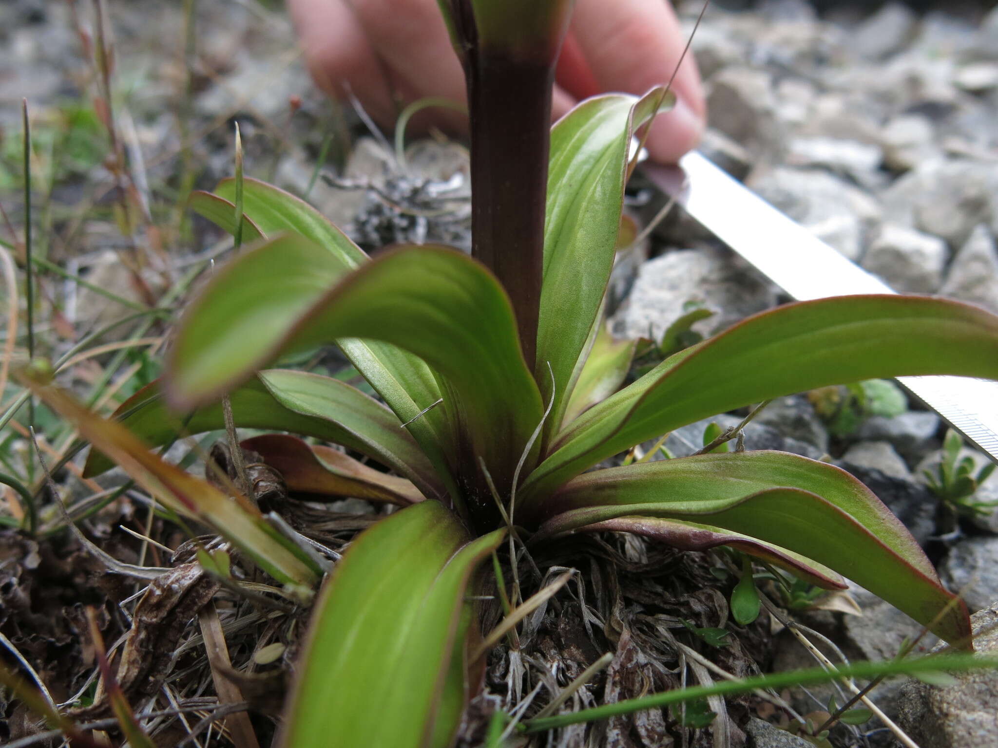 صورة Gentianella corymbifera (T. Kirk) Holub