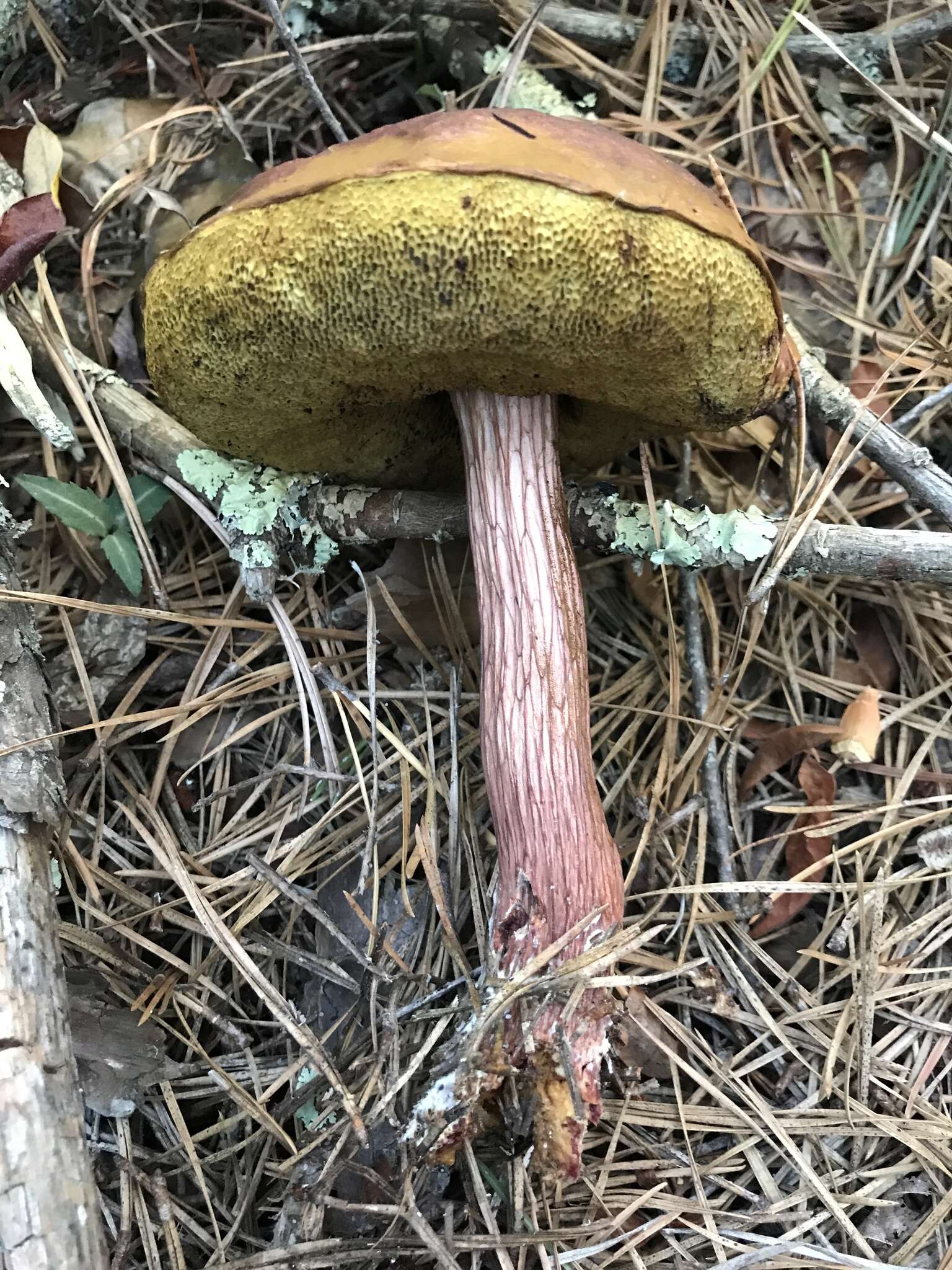 Слика од Aureoboletus projectellus (Murrill) Halling 2015