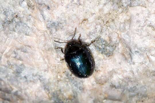 Image of willow leaf beetle