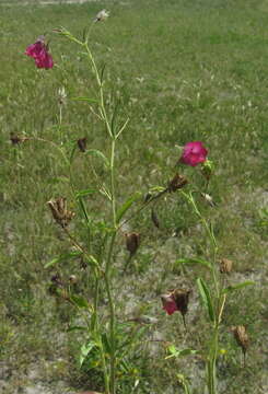 Image of Hermannia modesta (Ehrenb.) Planch.