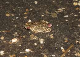 Image of Rhinella beebei (Gallardo 1965)