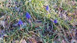 Image of common grape hyacinth