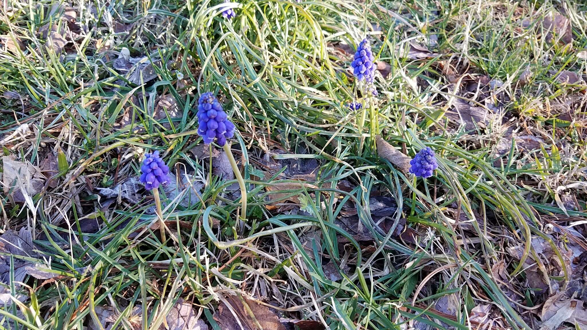 Image of common grape hyacinth