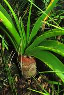 Image of Aloe craibii Gideon F. Sm.