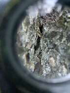 Image of needle lichen