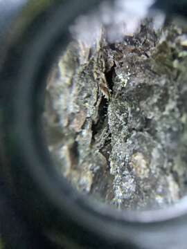 Image of needle lichen