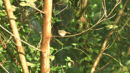 Image of Olive-backed Tailorbird