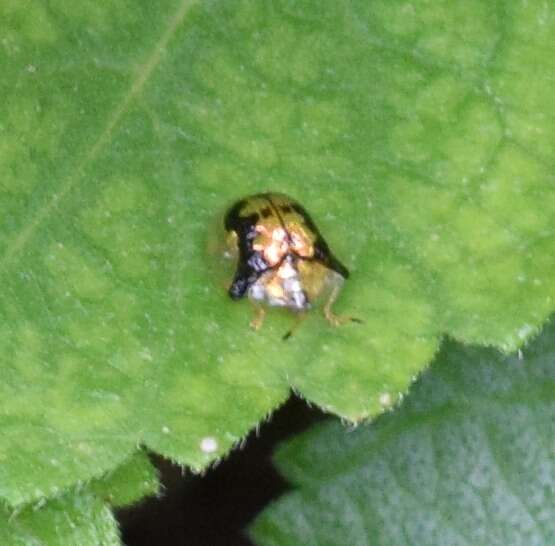 Image of Mottled Tortoise Beetle