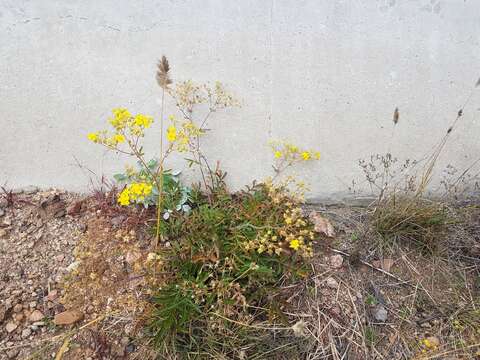 Image of Potentilla tanacetifolia