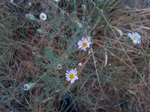 Image of Symphyotrichum moranense (Kunth) G. L. Nesom