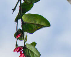 Image de Macleania coccoloboides A. C. Sm.