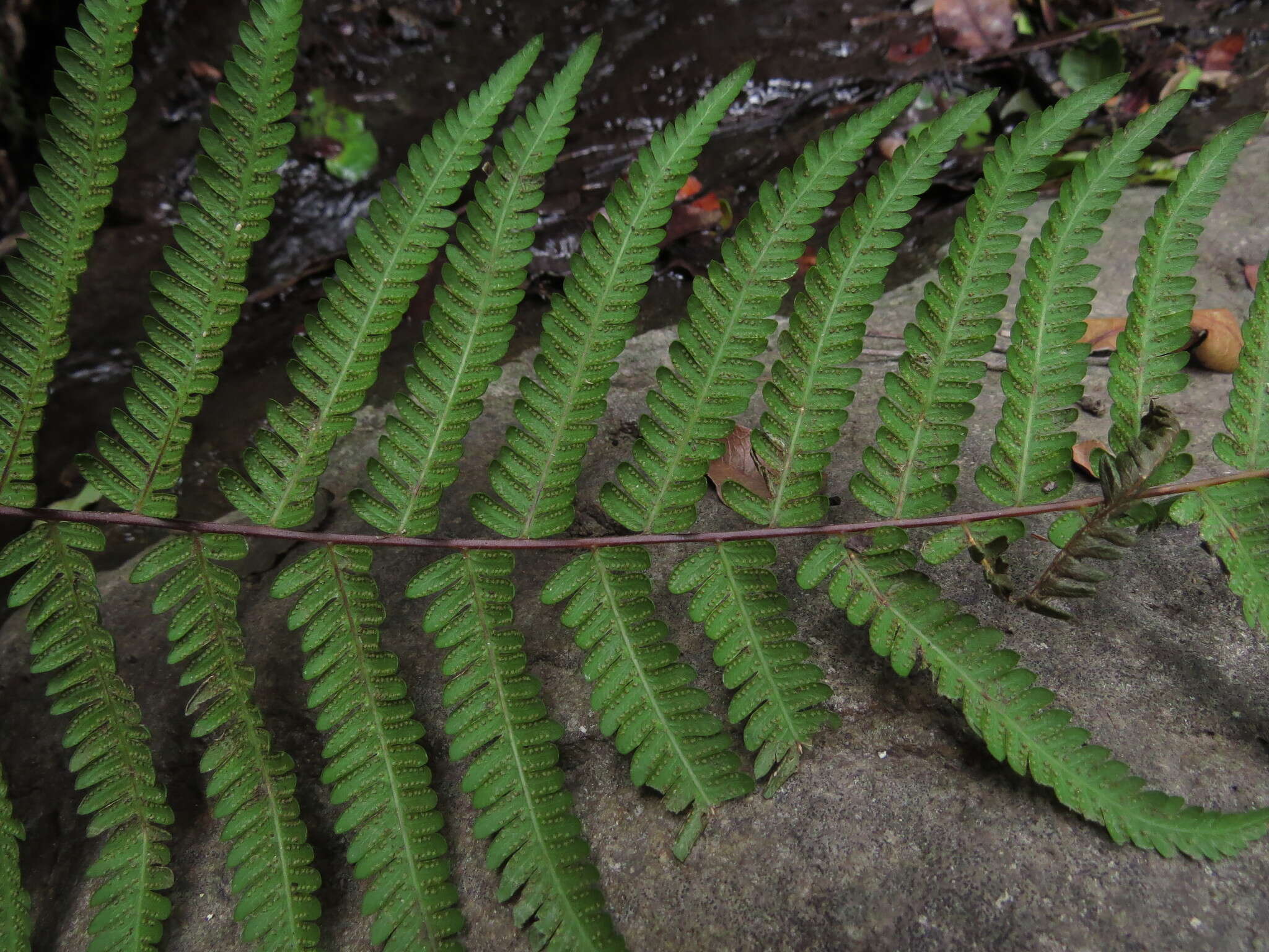 Image of Amauropelta argentina (Hieron.) Salino & T. E. Almeida