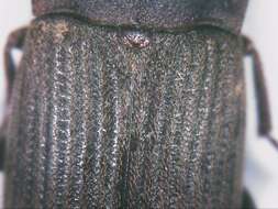 Image of <i>Gonocephalum rusticum</i>