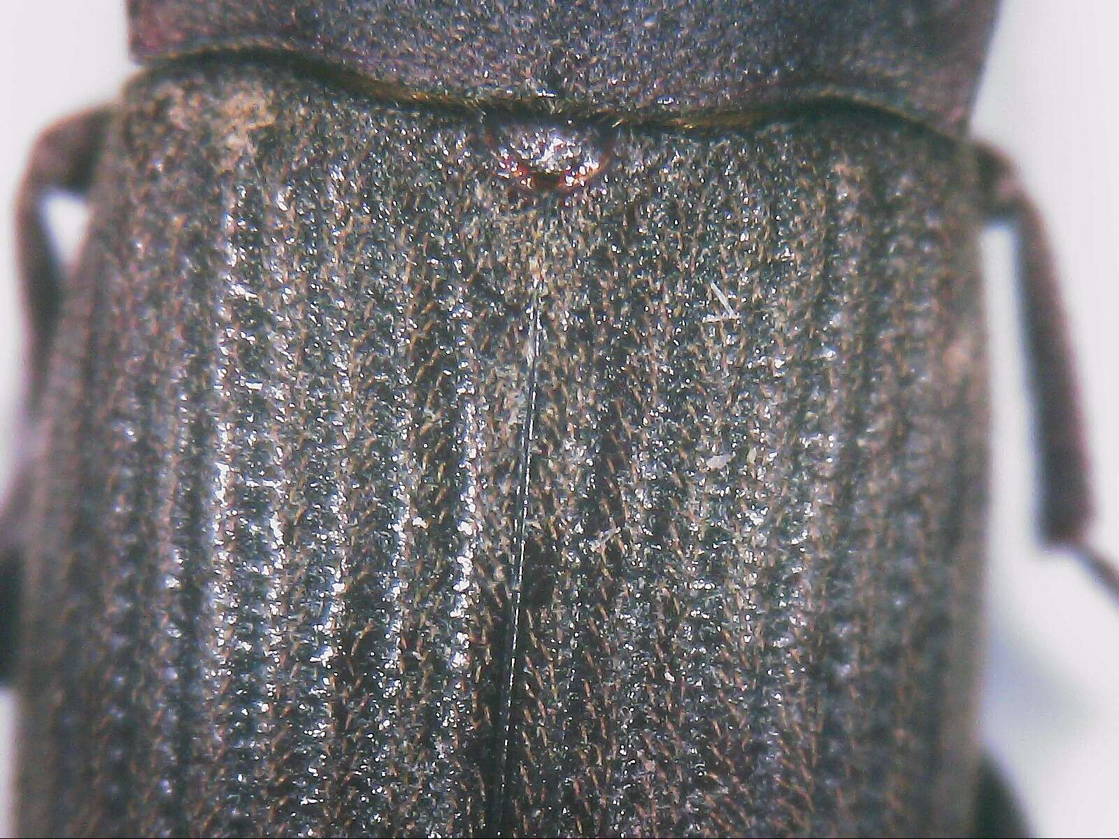 Image of <i>Gonocephalum rusticum</i>