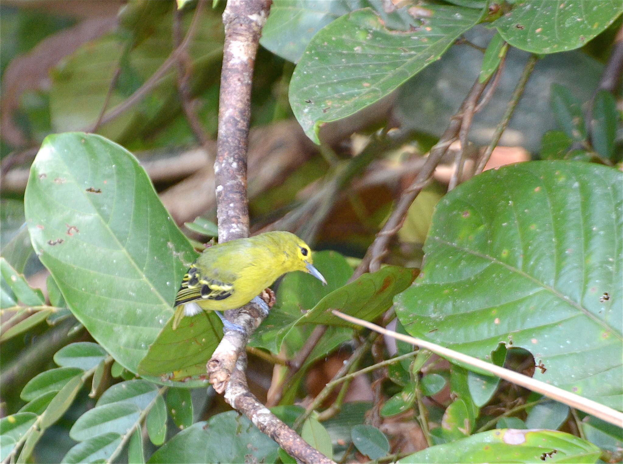 Aegithina viridissima (Bonaparte 1850) resmi