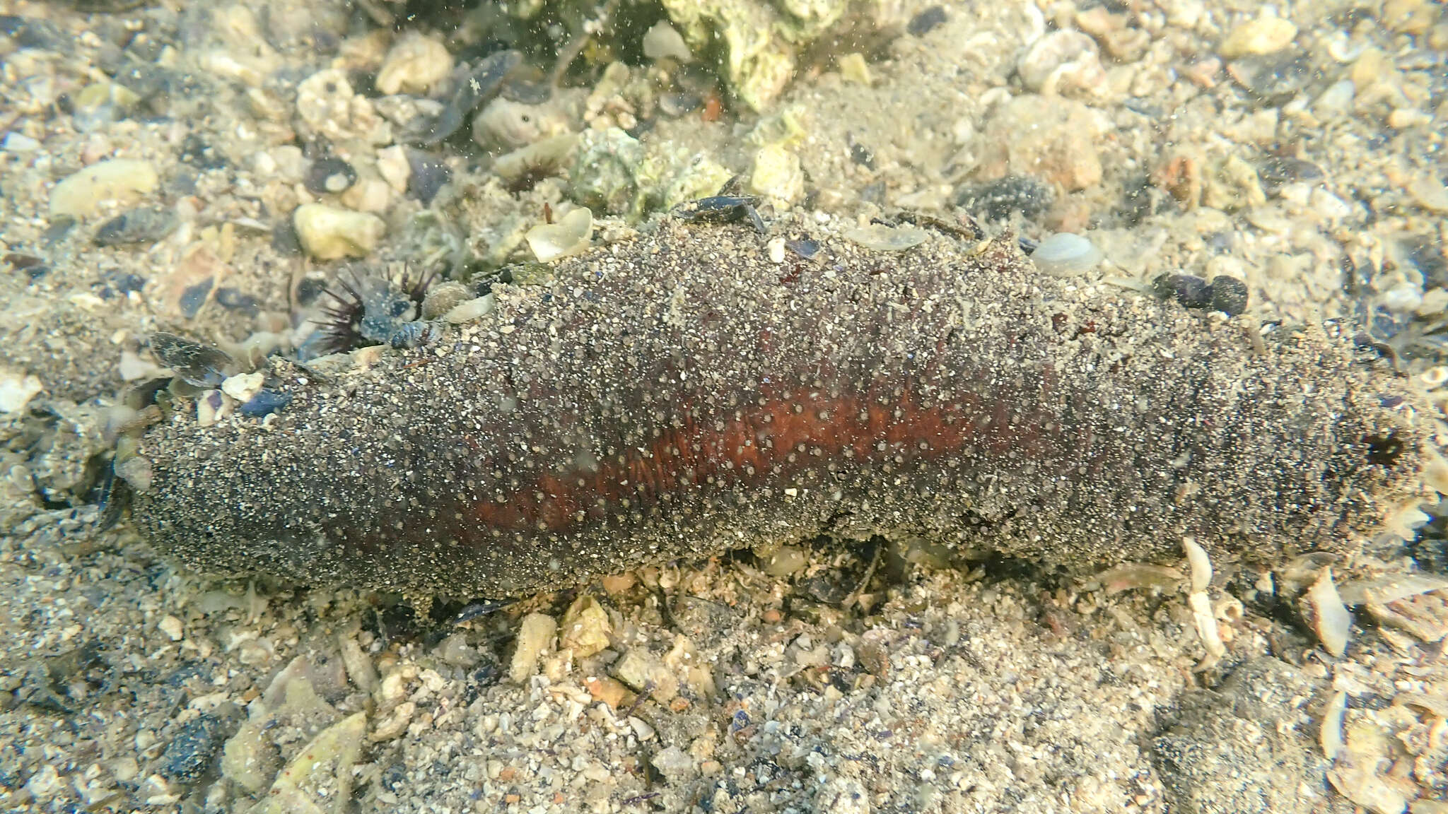 Image of white spot cucumber