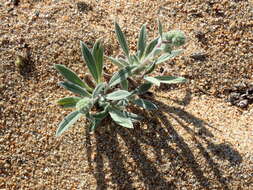 Image of silverleaf phacelia