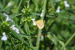 Image of Spotless Grass Yellow