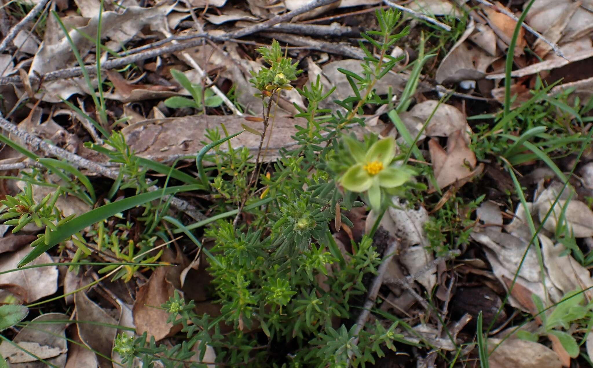 Image of Hibbertia crinita H. R. Toelken