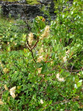 Image of tea-leaved willow