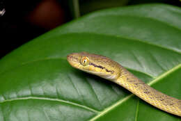 Image of Yellow-green Cat Snake