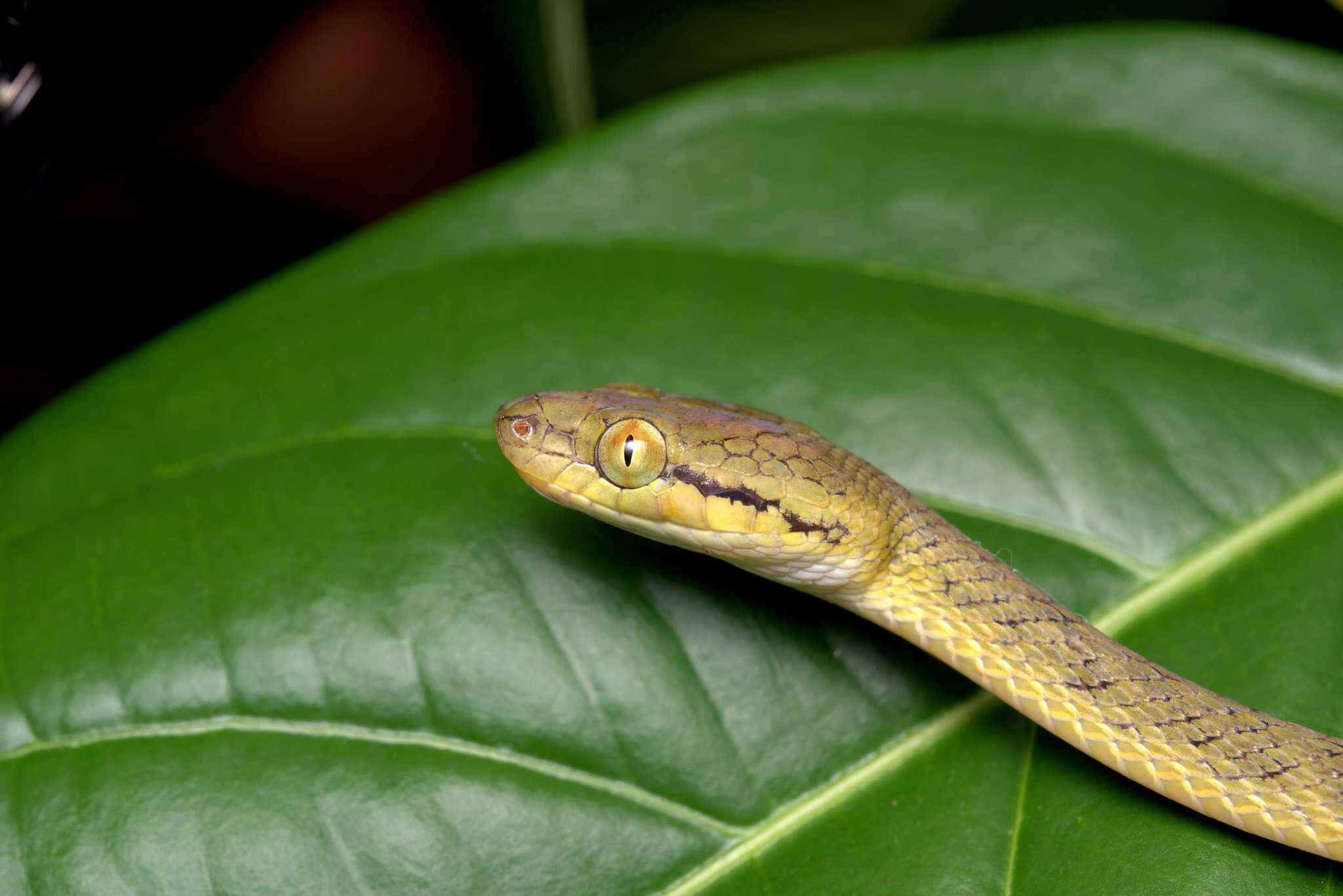 Image of Yellow-green Cat Snake