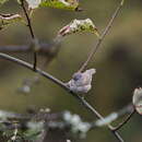 Image of Grey-hooded Parrotbill