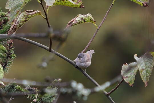 Image of Grey-hooded Parrotbill