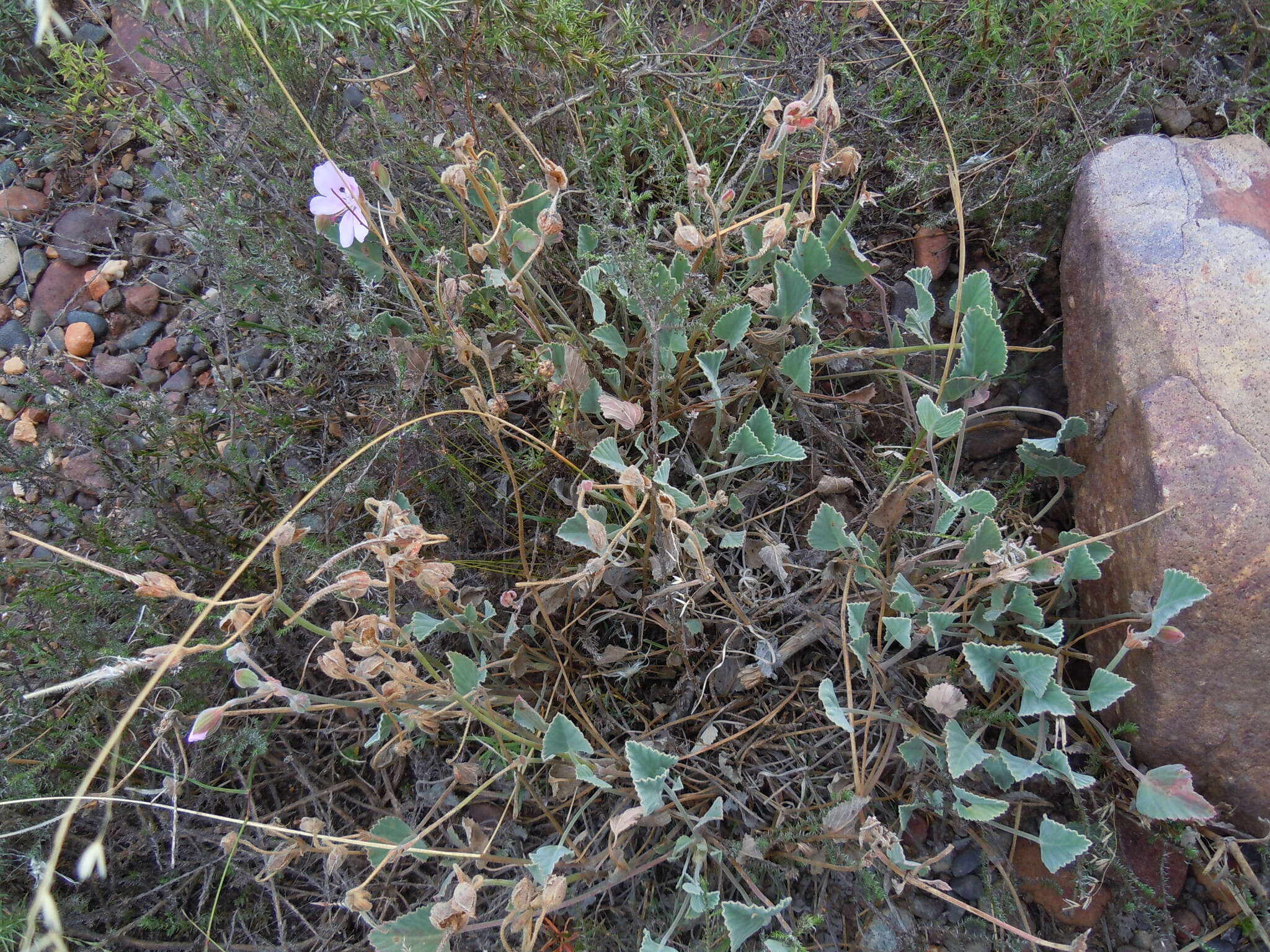 Image of Pelargonium ovale (Burm. fil.) L'Her.