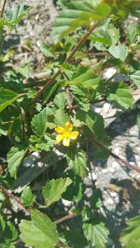 Image of false mallow