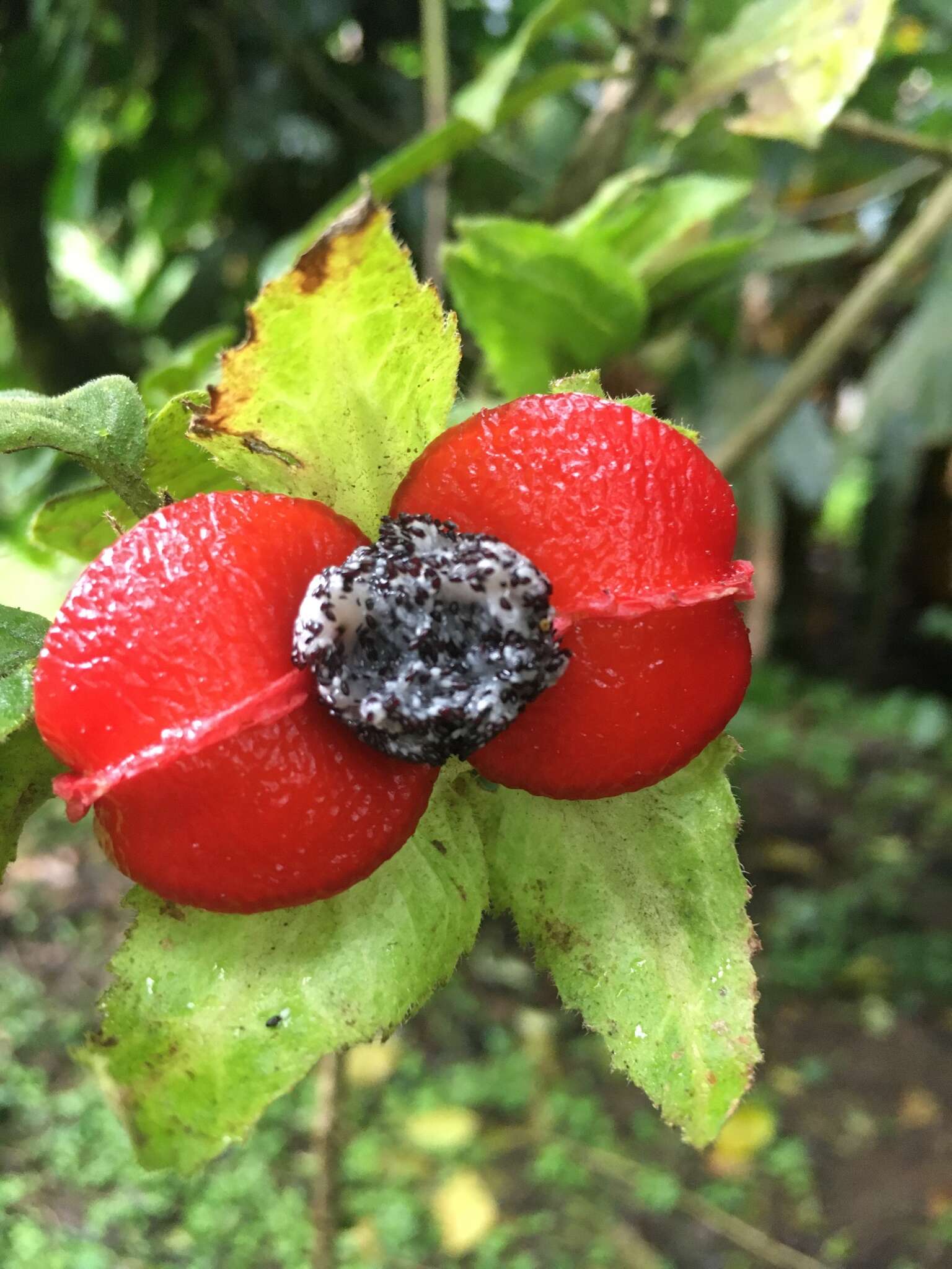 Image of Drymonia serrulata (Jacq.) Mart.