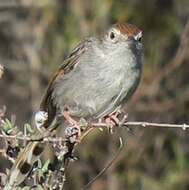 Sivun Cisticola subruficapilla namaqua Lynes 1930 kuva