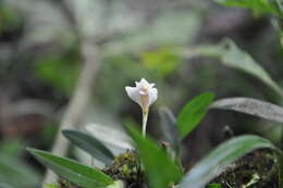 Image of Maxillaria angustissima Ames, F. T. Hubb. & C. Schweinf.