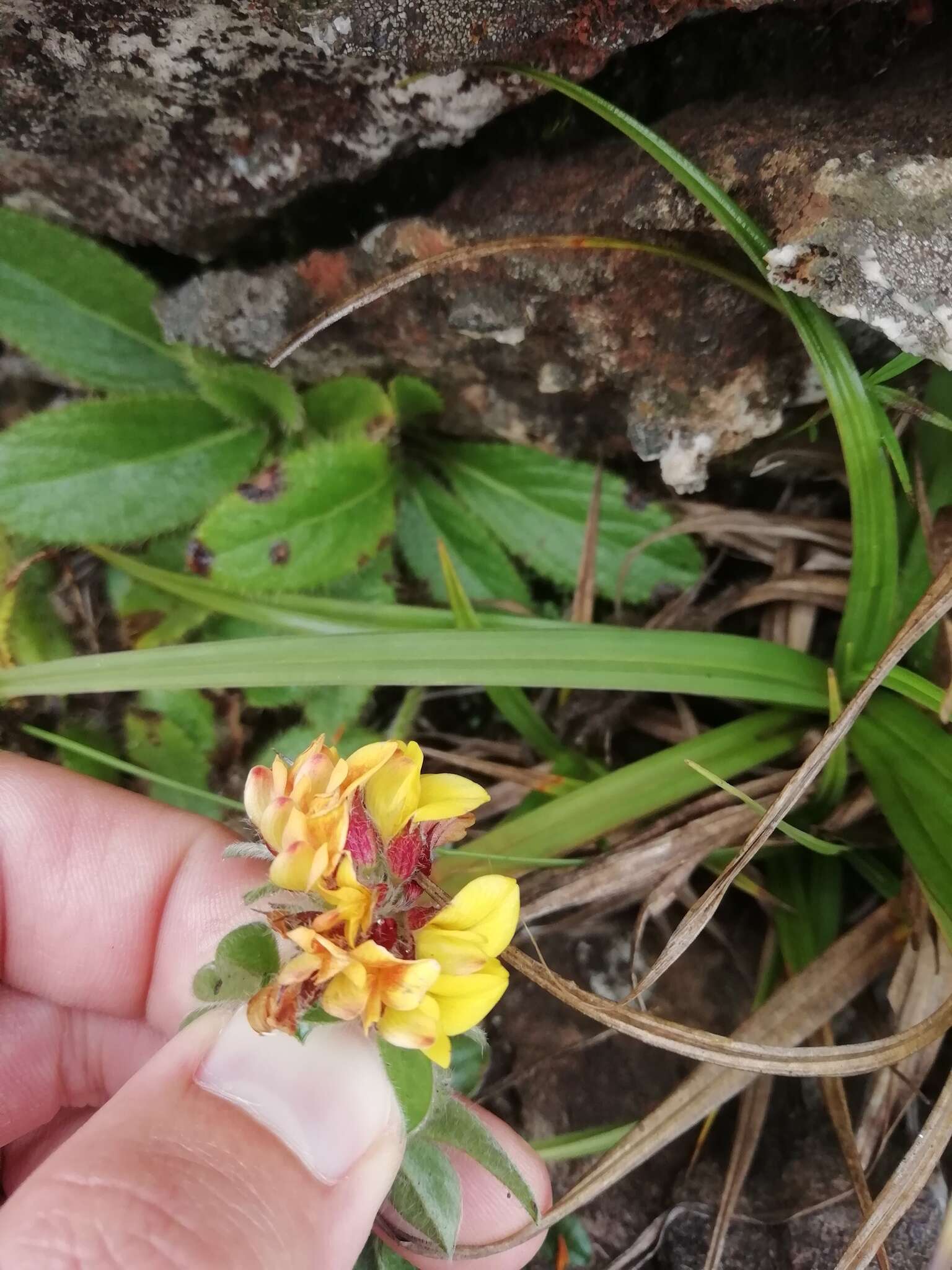 Image de Pearsonia obovata (Schinz) Polhill