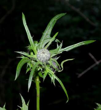 Image of swamp thistle