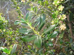 Image of Coprosma conferta A. Cunn.