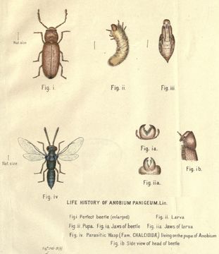 Image of drugstore beetle