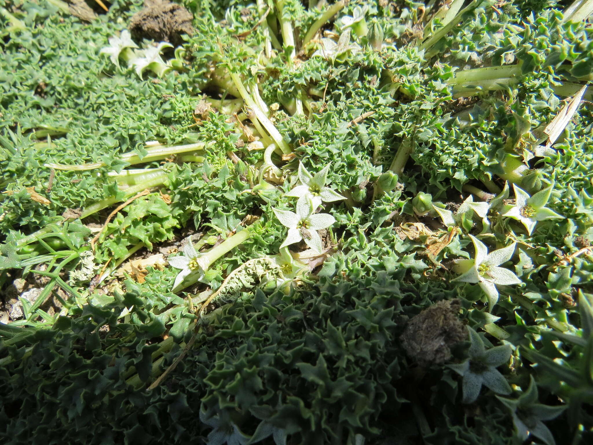 Image de Jaborosa caulescens Gill. & Hook.