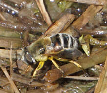 Image of Eristalis stipator Osten Sacken 1877