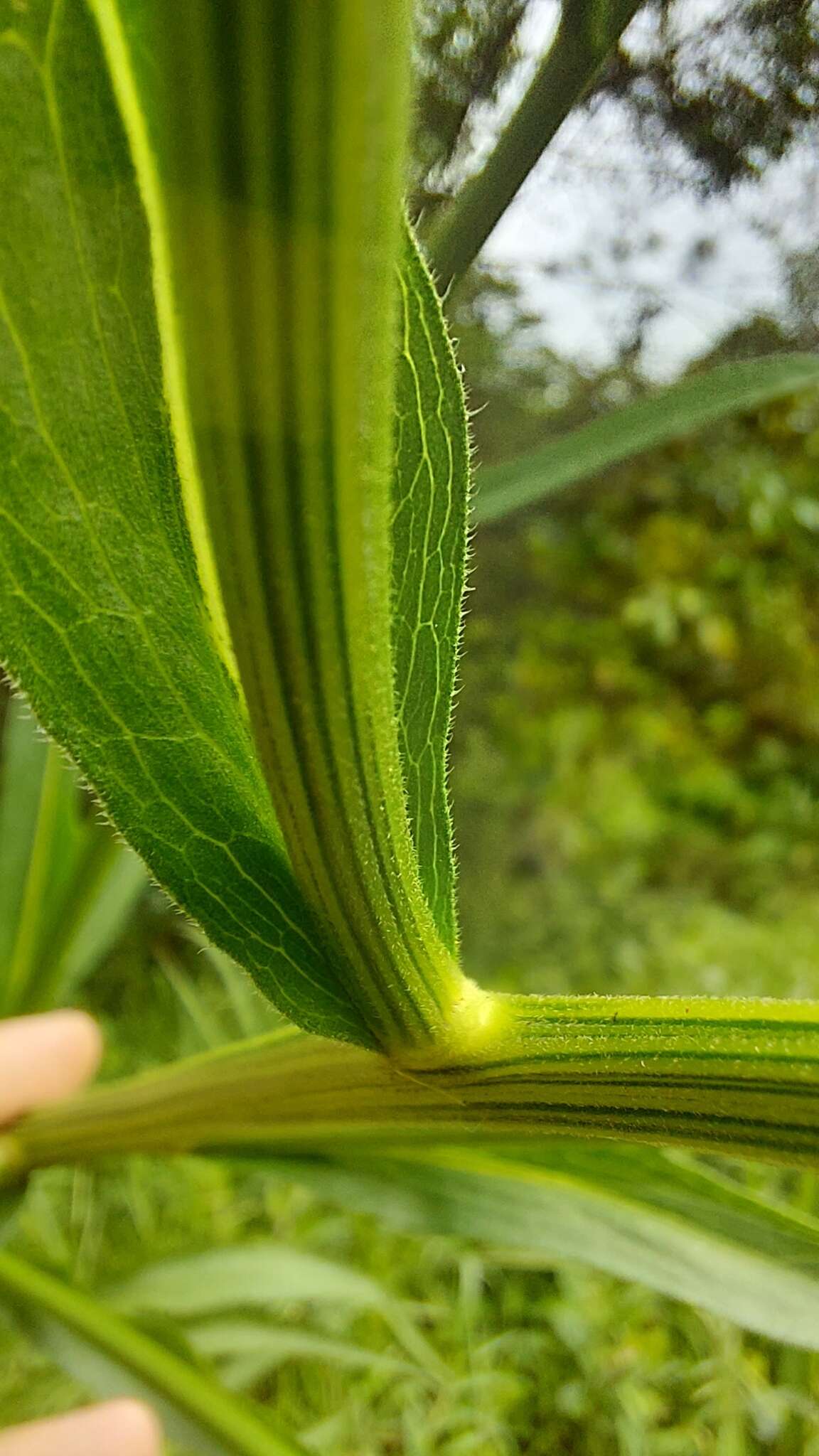 Image de Leptostelma maxima D. Don