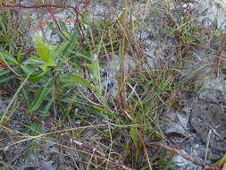 Image of showy milkwort