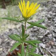 Imagem de Hirpicium gazanioides (Harv.) Roessler