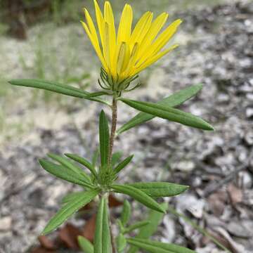 Image of Hirpicium gazanioides (Harv.) Roessler