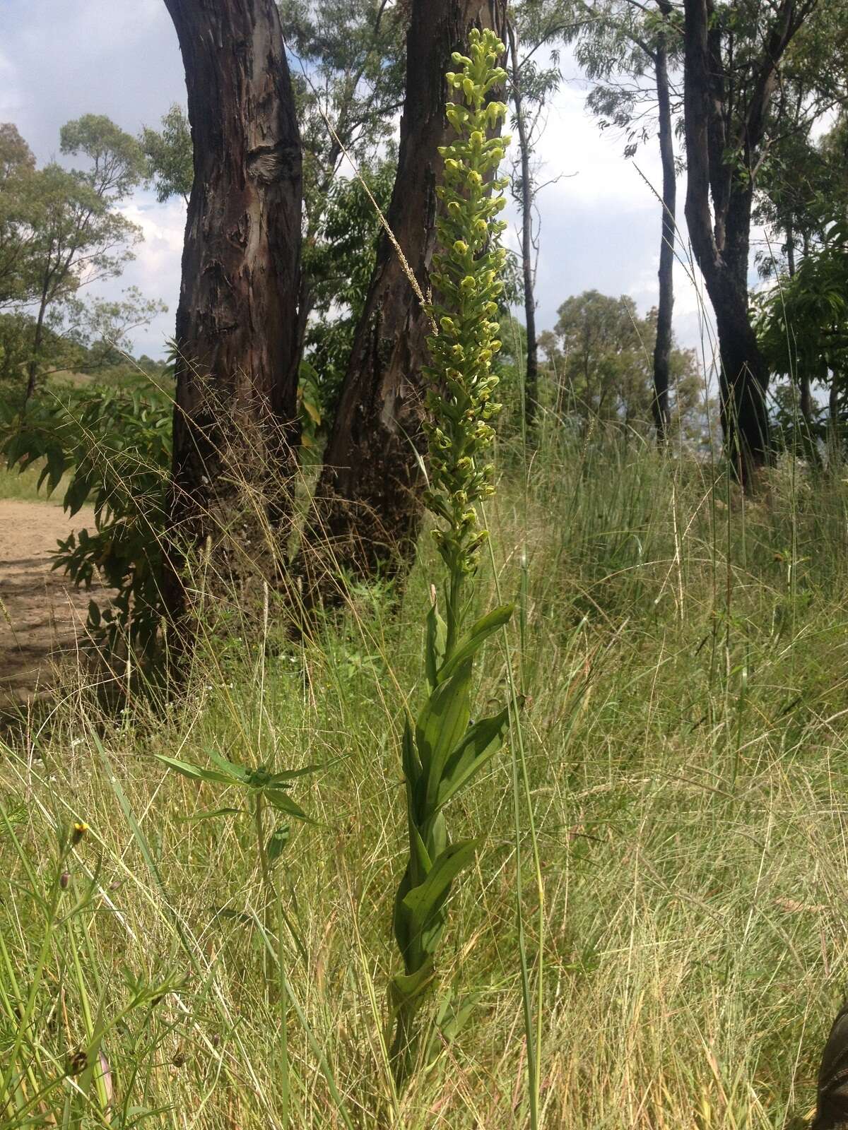 Image of Habenaria strictissima Rchb. fil.